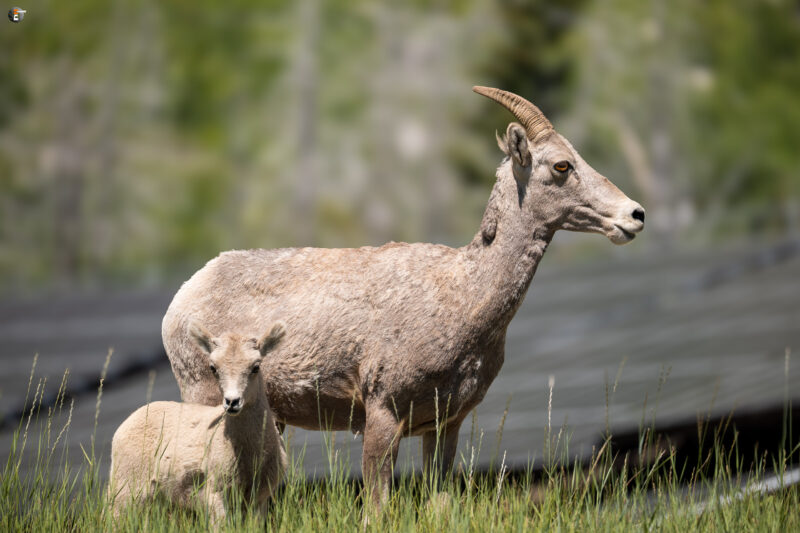 Bighorn sheeps