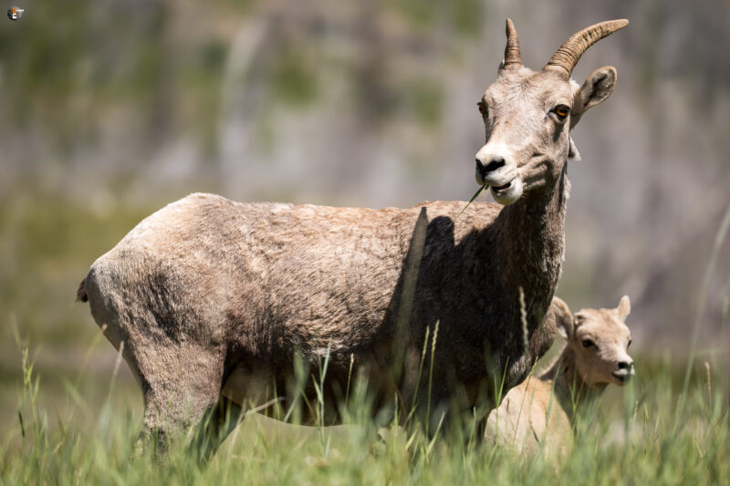 Bighorn sheeps