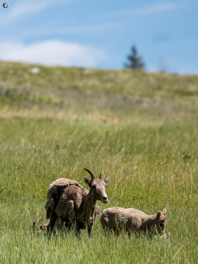 Bighorn sheeps