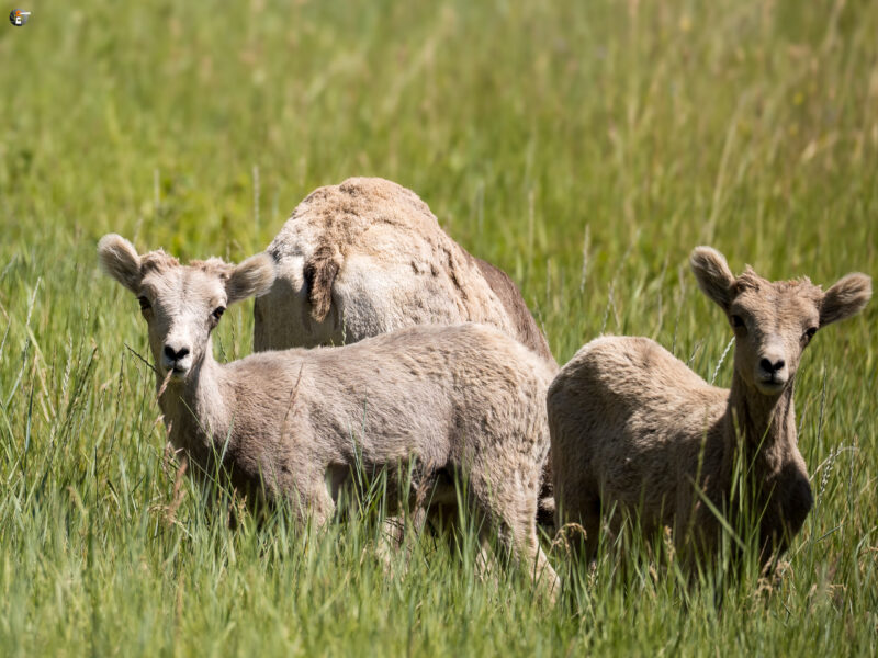 Bighorn sheeps